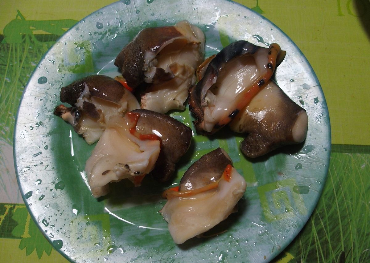 a conch csiga husa